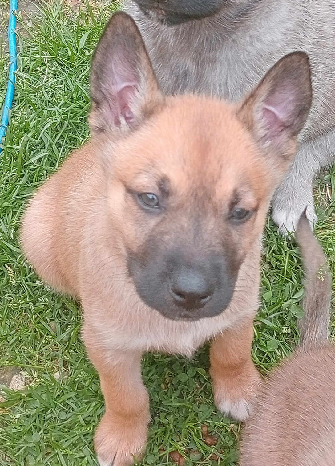 Sunny participe au concours pour gagner de l'argent avec cette photo : puppy, dog, grass, cute, animal, pet, outdoor, young, fur, ears, nose, legs, muzzle, brown, tan, black, nature, playful, closeup, adorable