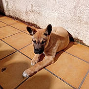 Sunny a rejoint le concours — aidez-le/la à gagner de superbes lots ! puppy, dog, animal, pet, tile_floor, sunlight, shadow, resting, brown_fur, ears, cute, outdoor, wall, young_dog, canine, paw, floor, domestic_animal, relaxing, daylight