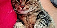 Louloute a rejoint le concours — aidez-le/la à gagner de superbes lots ! animal, blanket, cat, closeup, comfort, cozy, cute, feline, fur, home, indoor, paws, pet, pink, relaxed, resting, sleepy, soft, tabby, whiskers