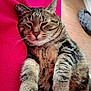 Louloute a rejoint le concours — aidez-le/la à gagner de superbes lots ! cat, tabby, pet, feline, animal, relaxed, cozy, fur, whiskers, paws, sleepy, indoor, blanket, pink, cute, resting, closeup, home, comfort, soft