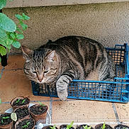 Louloute participe au concours pour gagner de l'argent avec cette photo : animal, cat, container, crate, cute, daylight, domestic_animal, feline, garden, green_leaves, nature, outdoor, pet, plant_pots, relaxed, resting, seedlings, soil, tabby_cat, terracotta_tiles