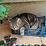 animal, cat, container, crate, cute, daylight, domestic_animal, feline, garden, green_leaves, nature, outdoor, pet, plant_pots, relaxed, resting, seedlings, soil, tabby_cat, terracotta_tiles