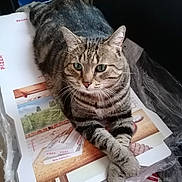 Louloute participe au concours pour gagner de l'argent avec cette photo : cat, tabby, green_eyes, paws_crossed, pizza_boxes, indoor, pet, feline, relaxed, striped_fur, table, plastic_wrap, cardboard, close_up, animal, domestic_cat, resting, cute, whiskers, ears
