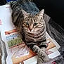 animal, cardboard, cat, close_up, cute, domestic_cat, ears, feline, green_eyes, indoor, paws_crossed, pet, pizza_boxes, plastic_wrap, relaxed, resting, striped_fur, tabby, table, whiskers