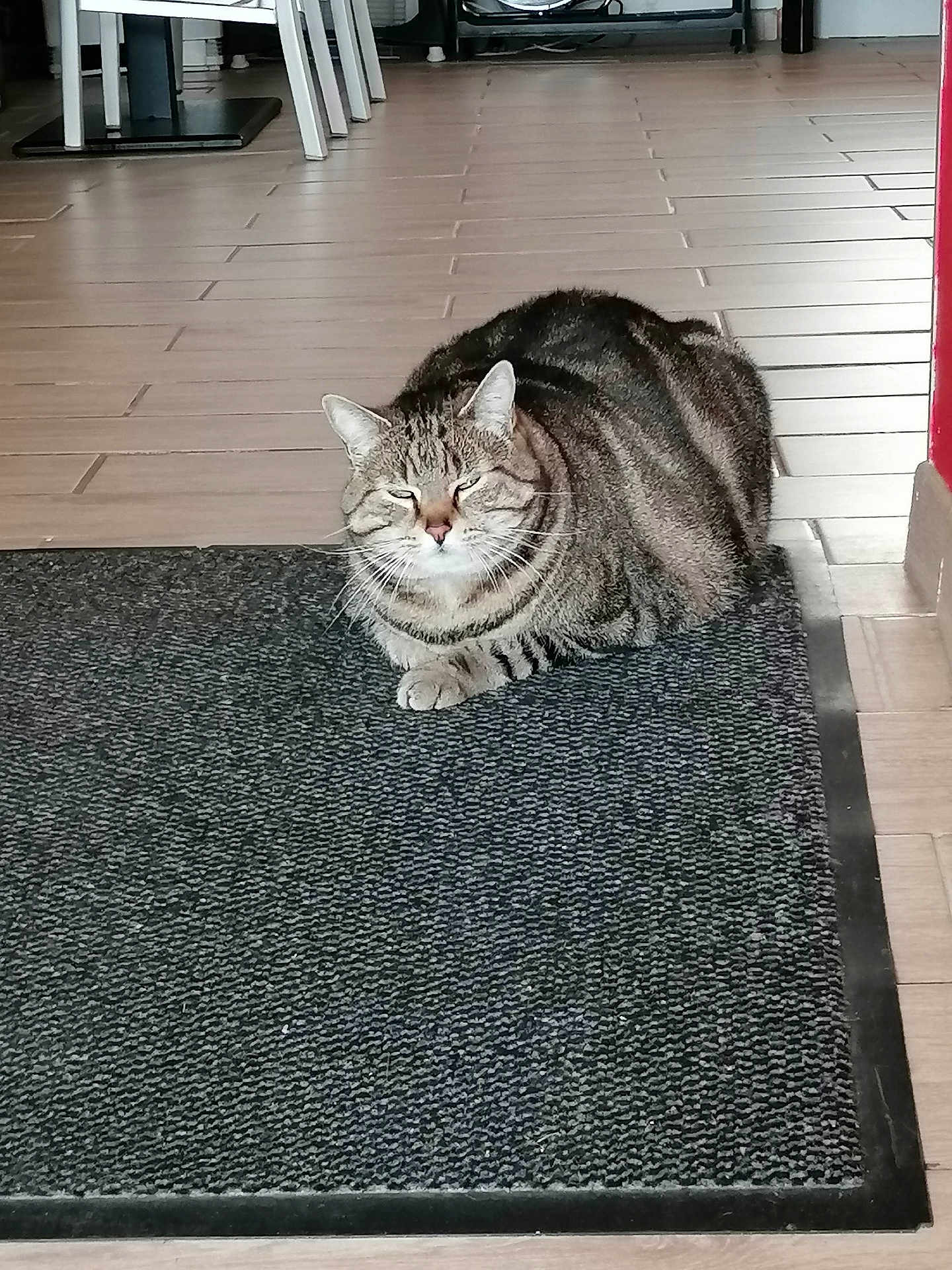 Louloute a rejoint le concours — aidez-le/la à gagner de superbes lots ! cat, tabby, indoor, loaf, mat, floor, tile_floor, furniture, chair, pet, animal, relaxed, cozy, striped, whiskers, ears, paw, resting, domestic_cat, cute
