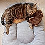 Louloute a rejoint le concours — aidez-le/la à gagner de superbes lots ! cat, tabby, pet_bed, toy, furry_toy, animal_toy, floor, wooden_floor, indoor, relaxed, resting, claws, whiskers, ears, tail, striped, cute, domestic_cat, sleepy, cozy