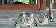 Louloute participe au concours pour gagner de l'argent avec cette photo : cat, tabby, animal, pet, feline, wood, porch, reflection, glass, person, outdoor, daylight, striped, relaxed, green_eyes, floor, resting, closeup, nature, domestic