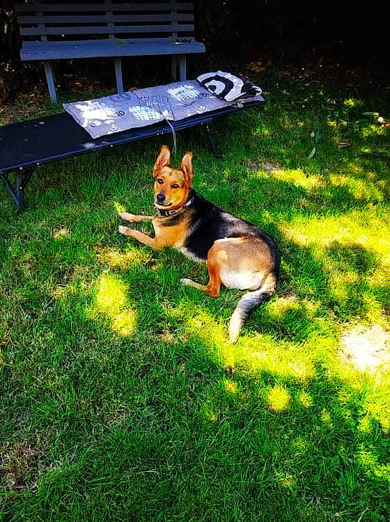 Olga a rejoint le concours — aidez-le/la à gagner de superbes lots ! canidae, carnivore, chair, companion_dog, dog, dog_breed, east_european_shepherd, fawn, garden, grass, groundcover, lawn, light, outdoor_bench, outdoor_furniture, shadow, sporting_group, tail, working_dog, yard