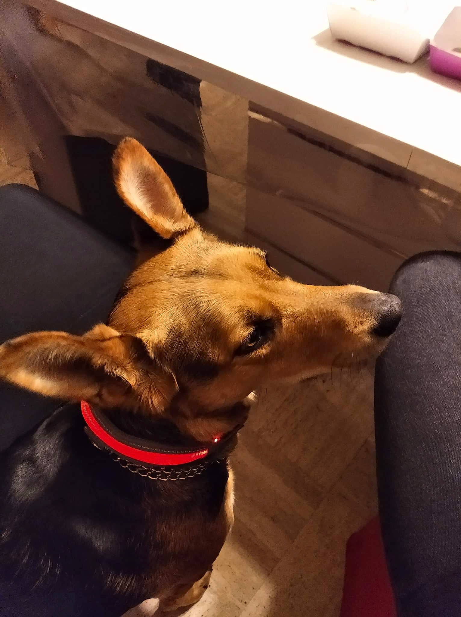 Olga a rejoint le concours — aidez-le/la à gagner de superbes lots ! brown, carnivore, collar, companion_dog, dog, dog_breed, dog_collar, dog_supply, ear, fawn, flooring, fur, guard_dog, liver, pet_supply, snout, tail, whiskers, wood, working_animal