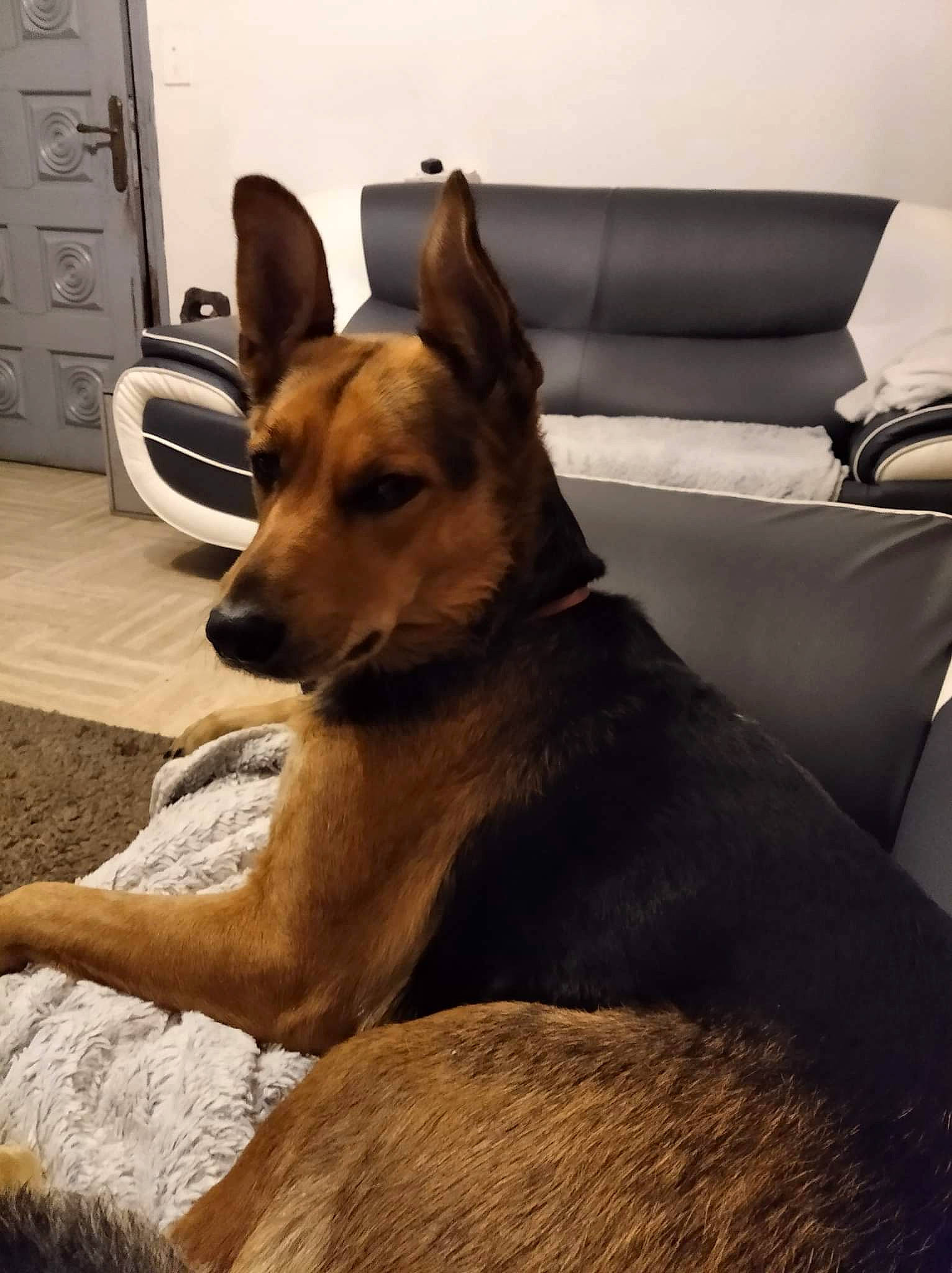 Olga a rejoint le concours — aidez-le/la à gagner de superbes lots ! cabinetry, canidae, carnivore, chest_of_drawers, comfort, companion_dog, couch, dog, dog_breed, fawn, flooring, fur, german_shepherd_dog, snout, sporting_group, terrestrial_animal, whiskers, wood, working_animal, working_dog