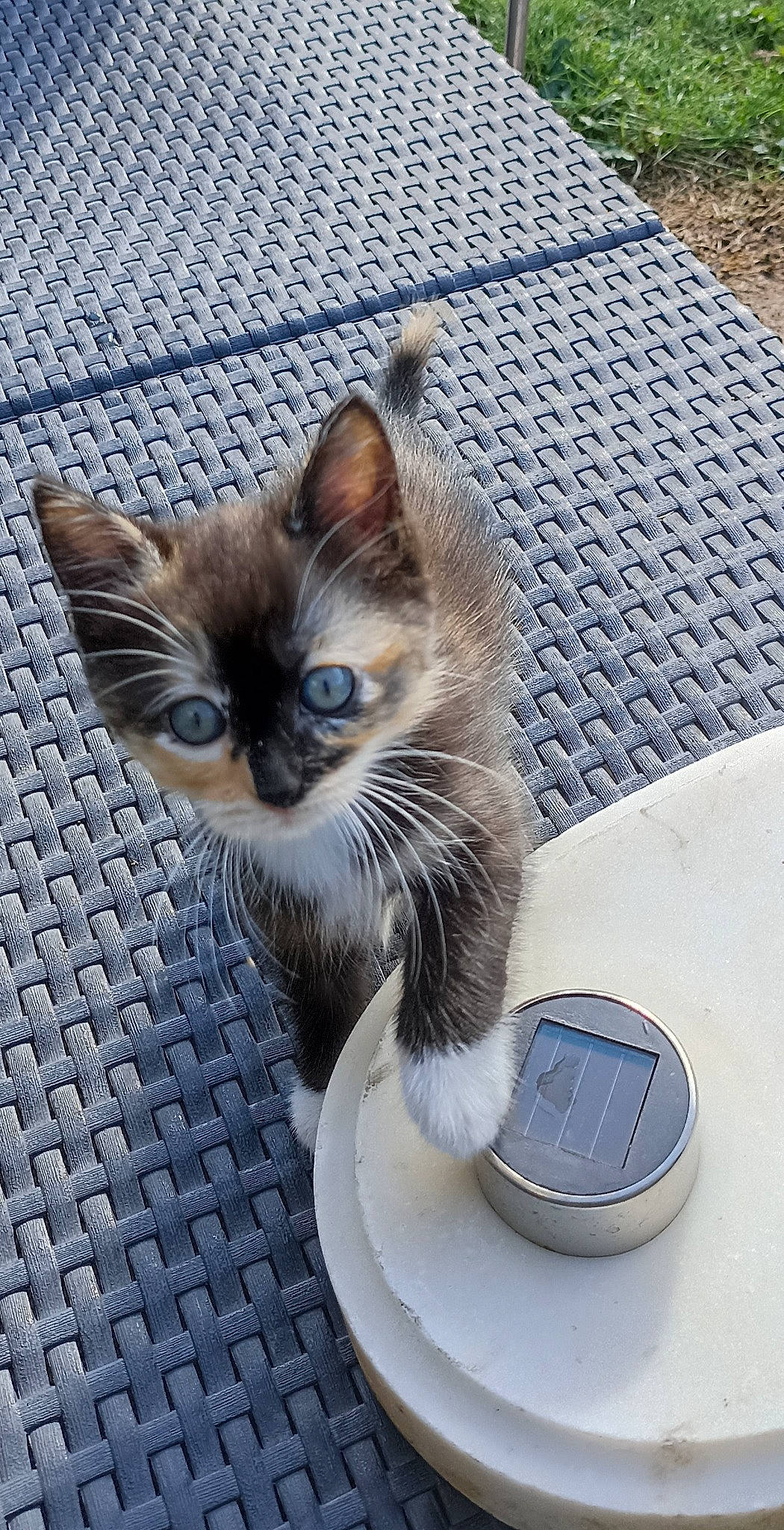 Temis a rejoint le concours — aidez-le/la à gagner de superbes lots ! carnivore, cat, cat_supply, cup, domestic_short_haired_cat, drinking, drinkware, fawn, felidae, flooring, fur, scale, serveware, small_to_medium_sized_cats, snout, tableware, tail, thai, whiskers, window