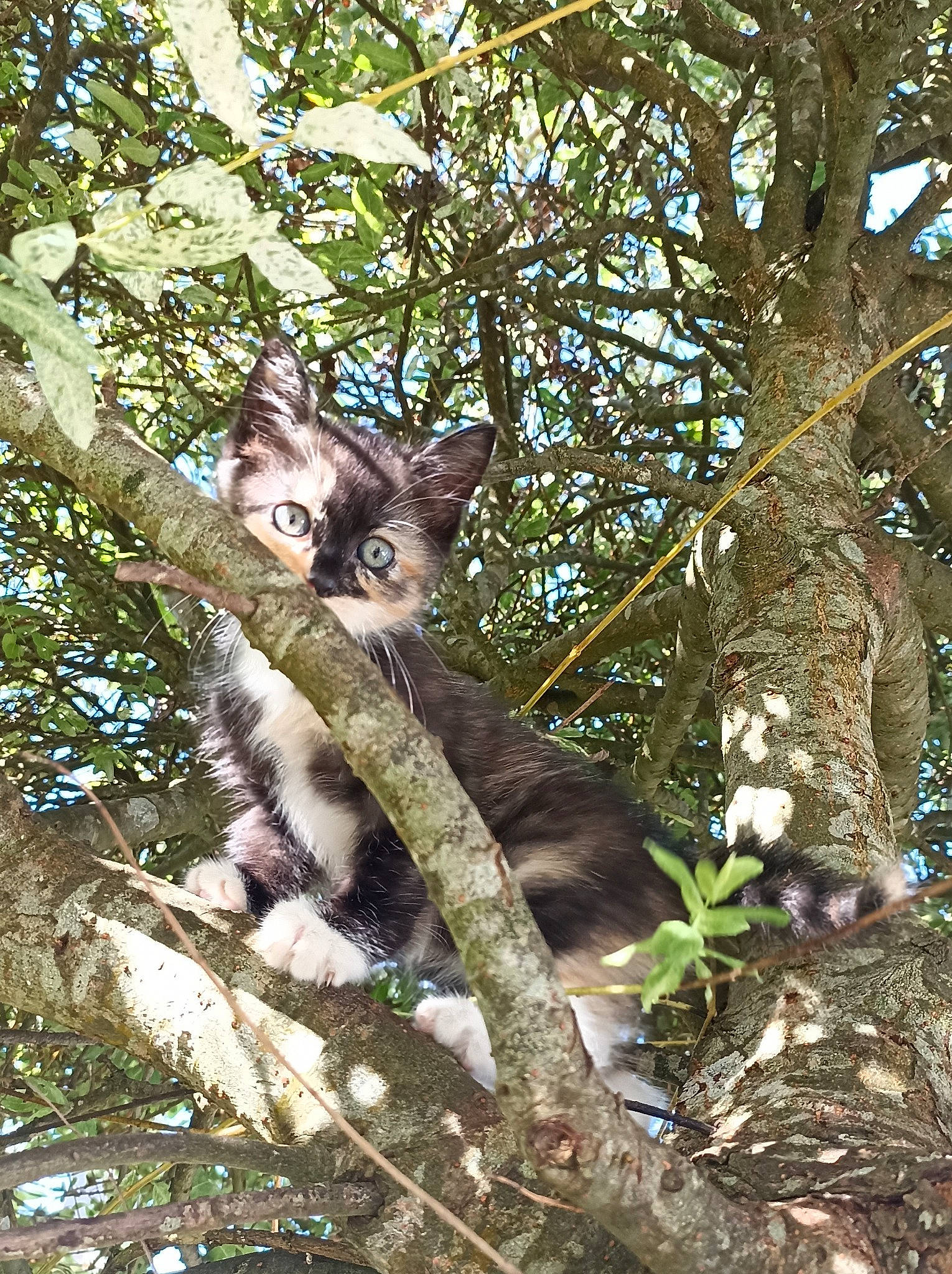 Temis a rejoint le concours — aidez-le/la à gagner de superbes lots ! carnivore, cat, domestic_short_haired_cat, fawn, felidae, fur, grass, jungle, plant, small_to_medium_sized_cats, snout, tail, terrestrial_animal, terrestrial_plant, tree, trunk, twig, whiskers, wildlife, wood