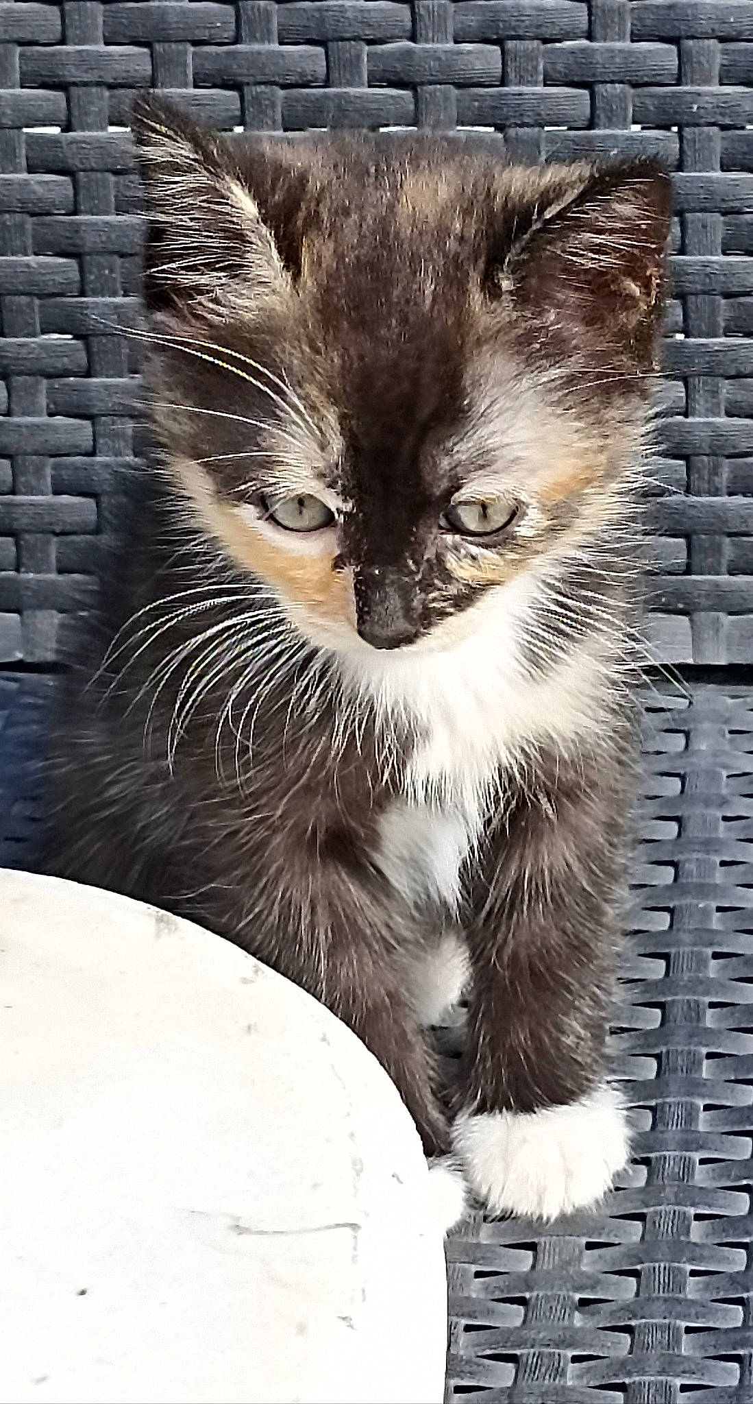 Temis a rejoint le concours — aidez-le/la à gagner de superbes lots ! art, brick, brickwork, carnivore, cat, claw, domestic_short_haired_cat, felidae, fur, paw, small_to_medium_sized_cats, snout, tail, terrestrial_animal, whiskers, wildlife, window