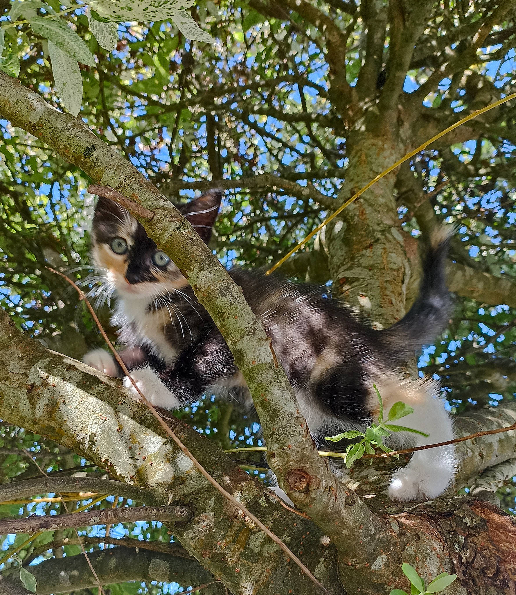 Temis participe au concours pour gagner de l'argent avec cette photo : beak, bird_of_prey, carnivore, felidae, forest, fur, jungle, lemur, marsupial, opossum, plant, procyonidae, sky, tail, terrestrial_animal, tree, trunk, twig, whiskers, wildlife