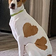 Ginger is registered to the contest to win money with this photo: dog, white_fur, brown_patch, heart_shape, sitting, indoor, carpet, kitchen, floor, collar, pet, animal, looking, ears, tail, domestic, cute, friendly, household, canine