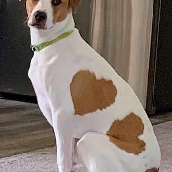 Ginger is registered to the contest to win money with this photo: dog, white_fur, brown_patch, heart_shape, sitting, indoor, carpet, kitchen, floor, collar, pet, animal, looking, ears, tail, domestic, cute, friendly, household, canine