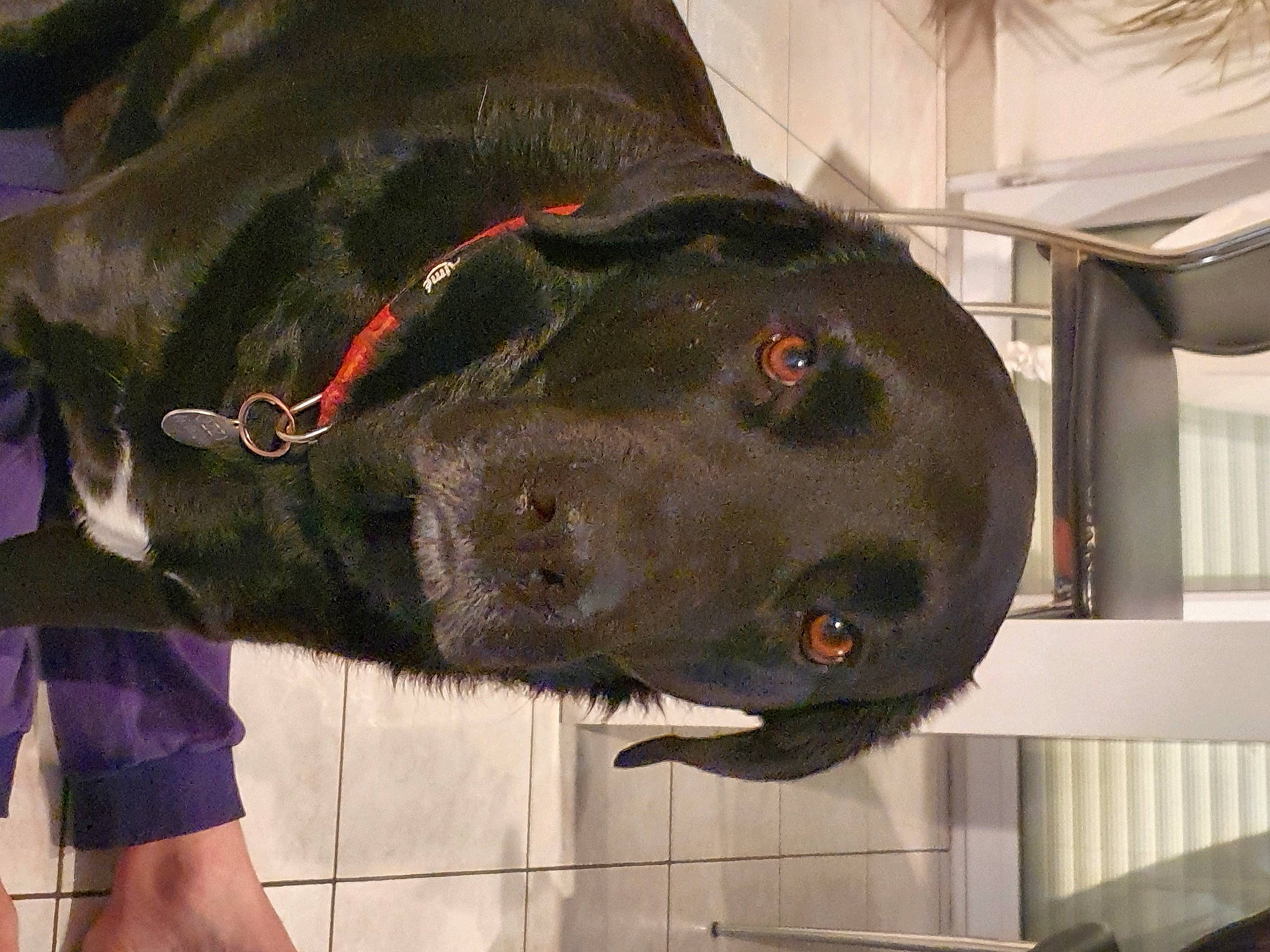 Ozzi a rejoint le concours — aidez-le/la à gagner de superbes lots ! borador, canidae, carnivore, collar, companion_dog, dog, dog_breed, dog_collar, fawn, fur, guard_dog, gun_dog, liver, natural_material, personal_protective_equipment, sculpture, snout, sporting_group, whiskers, working_animal