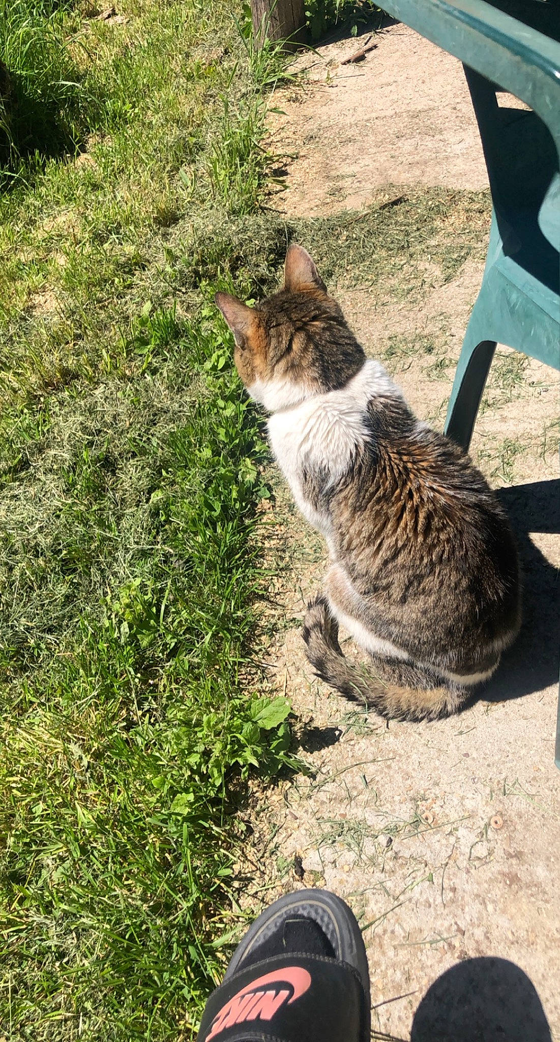 Minette a rejoint le concours — aidez-le/la à gagner de superbes lots ! carnivore, cat, domestic_short_haired_cat, felidae, foot, fur, grass, groundcover, lawn, outdoor_furniture, plant, shadow, sidewalk, sitting, small_to_medium_sized_cats, soil, tail, terrestrial_animal, tree, whiskers