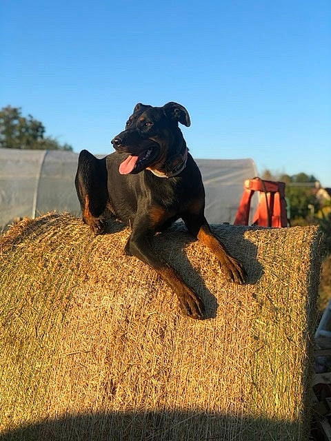 Oslo participe au concours pour gagner de l'argent avec cette photo : agriculture, canidae, carnivore, collar, dog, dog_breed, dog_collar, fawn, fun, grass, grassland, guard_dog, landscape, mammal, rock, shadow, sky, soil, sporting_group, working_animal