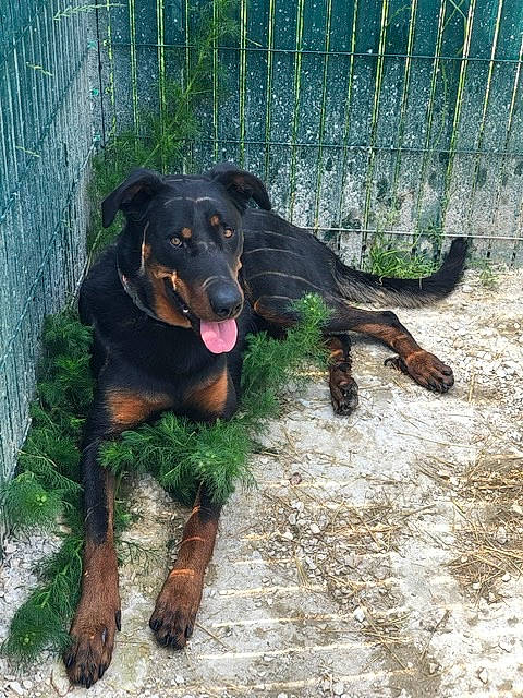 Oslo participe au concours pour gagner de l'argent avec cette photo : canidae, carnivore, companion_dog, dog, dog_breed, fence, grass, guard_dog, home_fencing, hound, hunting_dog, liver, mesh, montenegrin_mountain_hound, plant, snout, sporting_group, terrestrial_animal, working_animal, working_dog