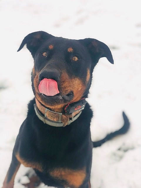 Oslo participe au concours pour gagner de l'argent avec cette photo : canidae, carnivore, collar, companion_dog, dog, dog_breed, dog_collar, dog_supply, fawn, fur, guard_dog, pet_supply, puppy, snout, snow, sporting_group, whiskers, winter, working_animal, working_dog