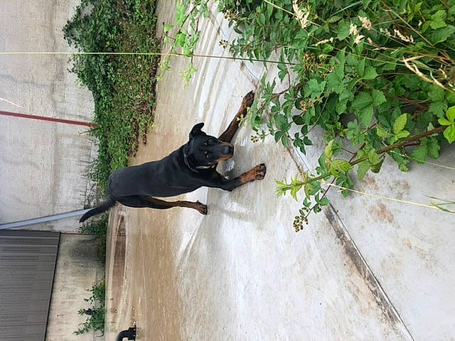 Oslo participe au concours pour gagner de l'argent avec cette photo : building, canidae, carnivore, dog, dog_breed, fawn, grass, guard_dog, house, hunting_dog, pet_supply, plant, shadow, snout, sporting_group, tail, tree, window, working_animal, working_dog