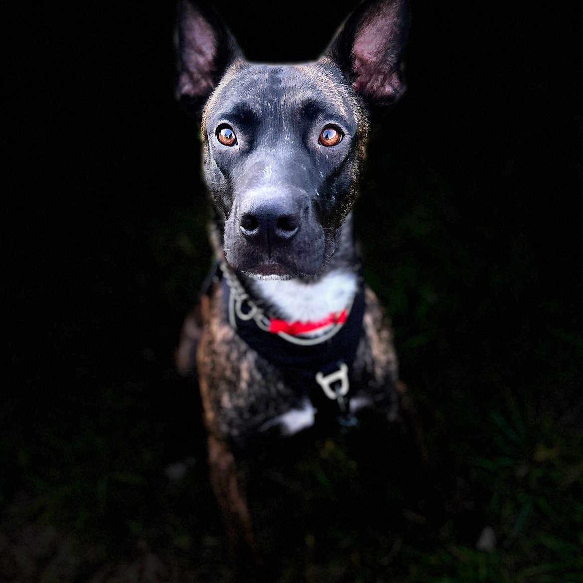 Tao a rejoint le concours — aidez-le/la à gagner de superbes lots ! accessories, animal, bodypart, bulldog, canine, chihuahua, collar, dog, hound, husky, labradorretriever, leash, pet, pitbull, pointer, policedog, puppy, snout, strap, terrier