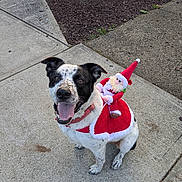 Oscar is registered to the contest to win money with this photo: dog, black_and_white, santa_outfit, costume, holiday, sidewalk, concrete, mulch, outdoor, pet, happy, tongue_out, festive, animal, canine, smiling, collar, small_santa_doll, cute, celebration