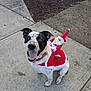dog, black_and_white, santa_outfit, costume, holiday, sidewalk, concrete, mulch, outdoor, pet, happy, tongue_out, festive, animal, canine, smiling, collar, small_santa_doll, cute, celebration