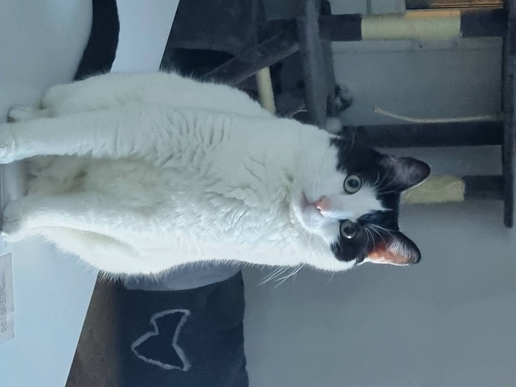 Rinji participe au concours pour gagner de l'argent avec cette photo : automotive_tire, canidae, carnivore, cat, claw, collar, dog_breed, domestic_short_haired_cat, fang, felidae, fur, grey, mammal, paw, small_to_medium_sized_cats, snout, sporting_group, tail, whiskers