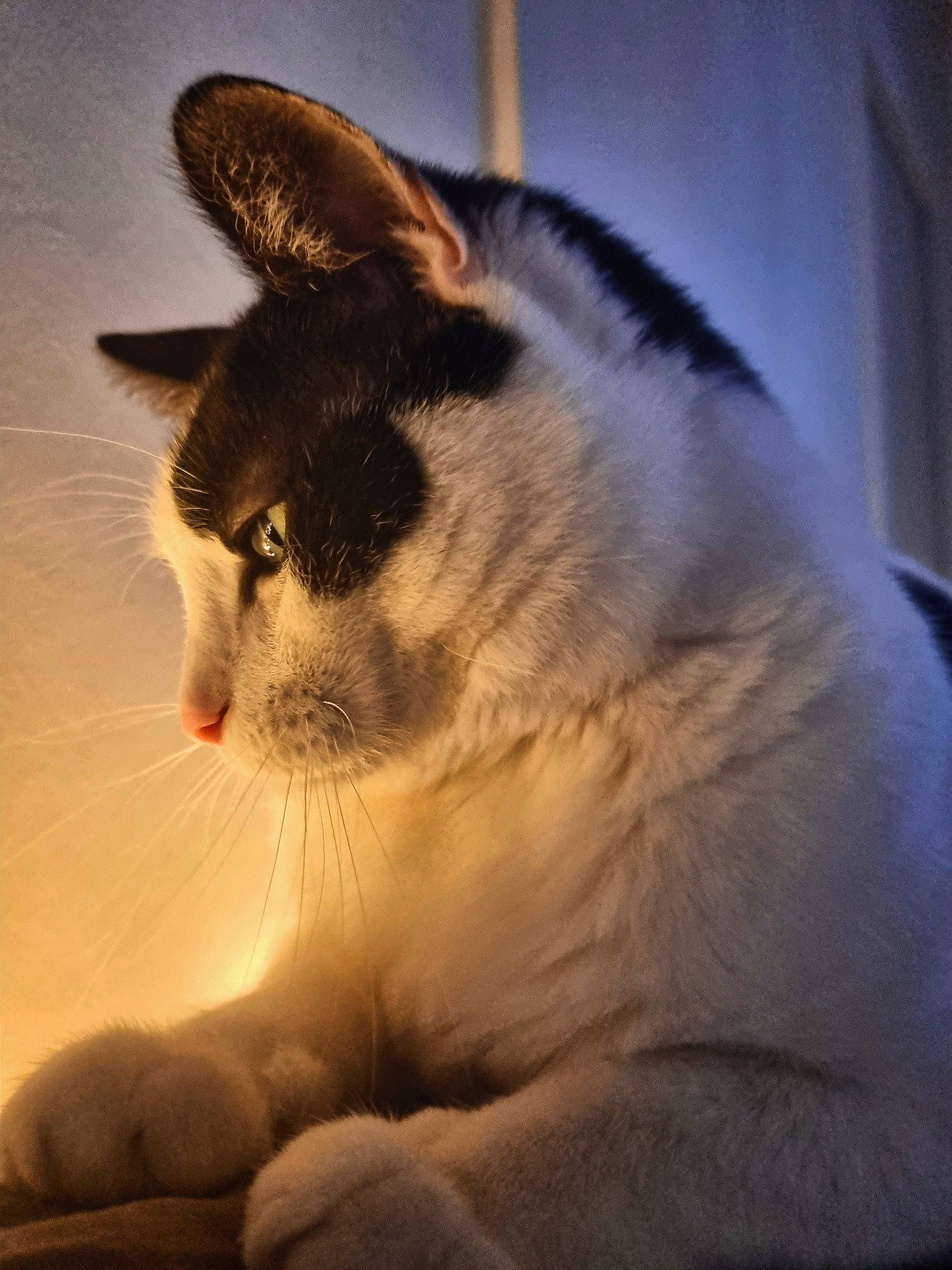 Rinji participe au concours pour gagner de l'argent avec cette photo : carnivore, cat, comfort, domestic_short_haired_cat, eye, felidae, foot, fur, paw, sitting, sky, small_to_medium_sized_cats, snout, tail, terrestrial_animal, whiskers, window