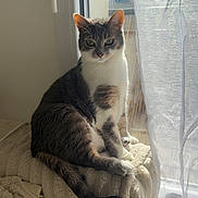 Shay a rejoint le concours — aidez-le/la à gagner de superbes lots ! cat, indoor, window, curtain, blanket, plush, sunlight, pet, feline, resting, cozy, fur, tabby, whiskers, tail, soft_light, relaxed, home, animal, sitting