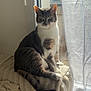 cat, indoor, window, curtain, blanket, plush, sunlight, pet, feline, resting, cozy, fur, tabby, whiskers, tail, soft_light, relaxed, home, animal, sitting