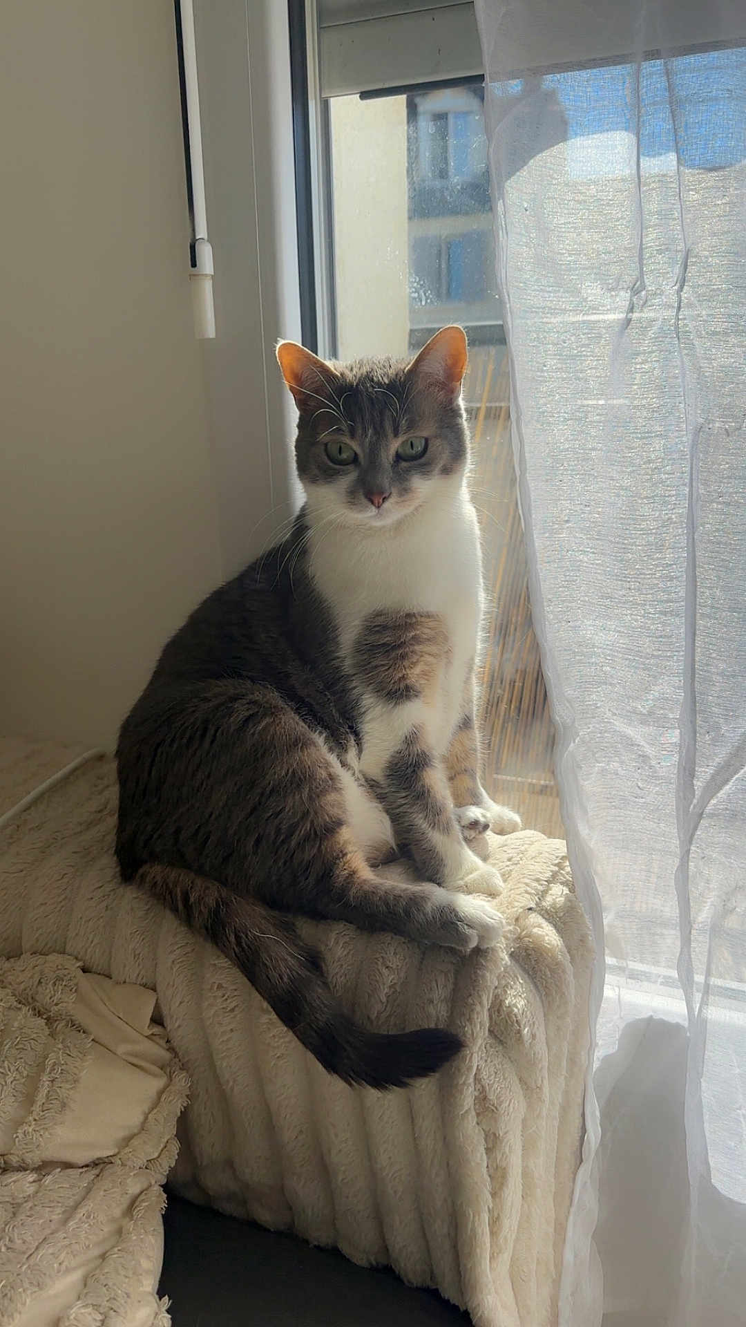 Shay a rejoint le concours — aidez-le/la à gagner de superbes lots ! cat, indoor, window, curtain, blanket, plush, sunlight, pet, feline, resting, cozy, fur, tabby, whiskers, tail, soft_light, relaxed, home, animal, sitting