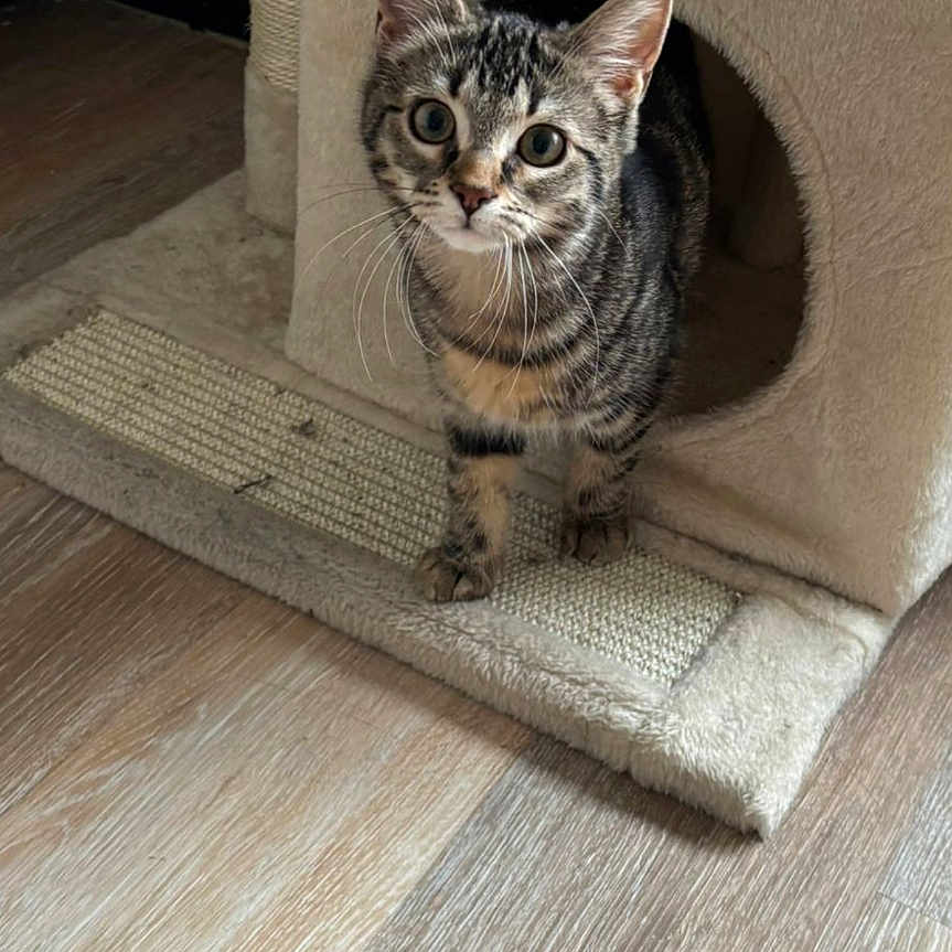 Nala a rejoint le concours — aidez-le/la à gagner de superbes lots ! abyssinian, animal, architecture, building, canine, cat, clothing, den, dog, electricaldevice, hardwood, indoors, interiordesign, kitten, manx, outdoors, pet, shelter, switch, wood