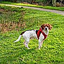 Scott participe au concours pour gagner de l'argent avec cette photo : dog, grass, red_harness, outdoor, nature, pathway, trees, pond, greenery, animal, canine, park, daylight, mammal, field, walking, pets, summer, fur, alert