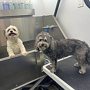 Jaxsen And Paisley is registered to the contest to win money with this photo: dog, pet, grooming, bath, stainless_steel, table, fur, happy, waiting, indoor, clean, animal, cute, small_dog, white_dog, gray_dog, floor, wall, tap, bottle