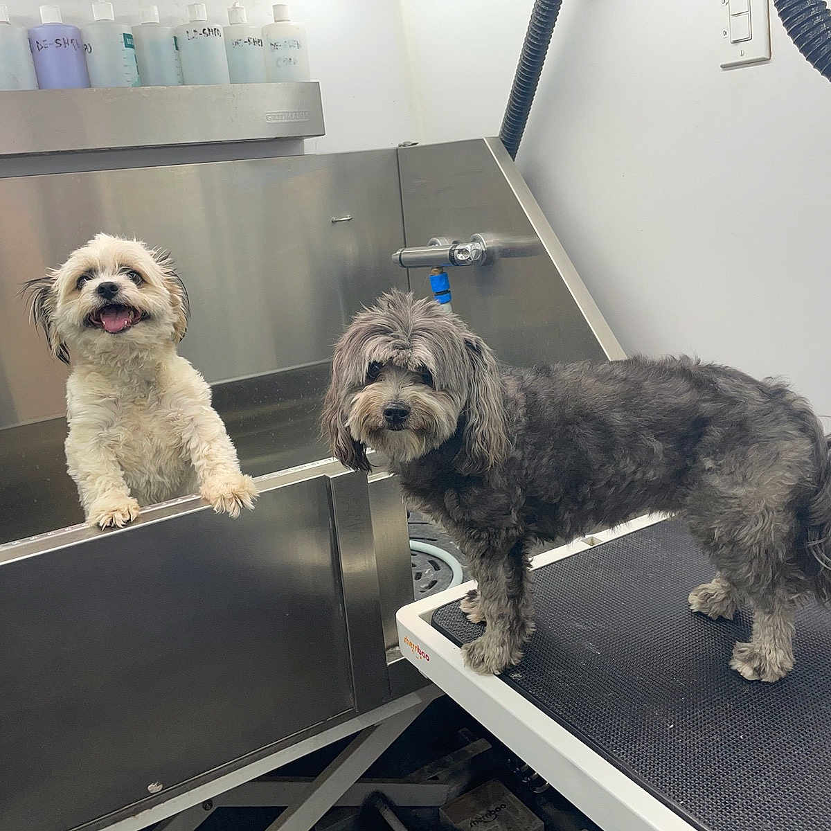 Jaxsen And Paisley is registered to the contest to win money with this photo: animal, bath, bottle, clean, cute, dog, floor, fur, gray_dog, grooming, happy, indoor, pet, small_dog, stainless_steel, table, tap, waiting, wall, white_dog