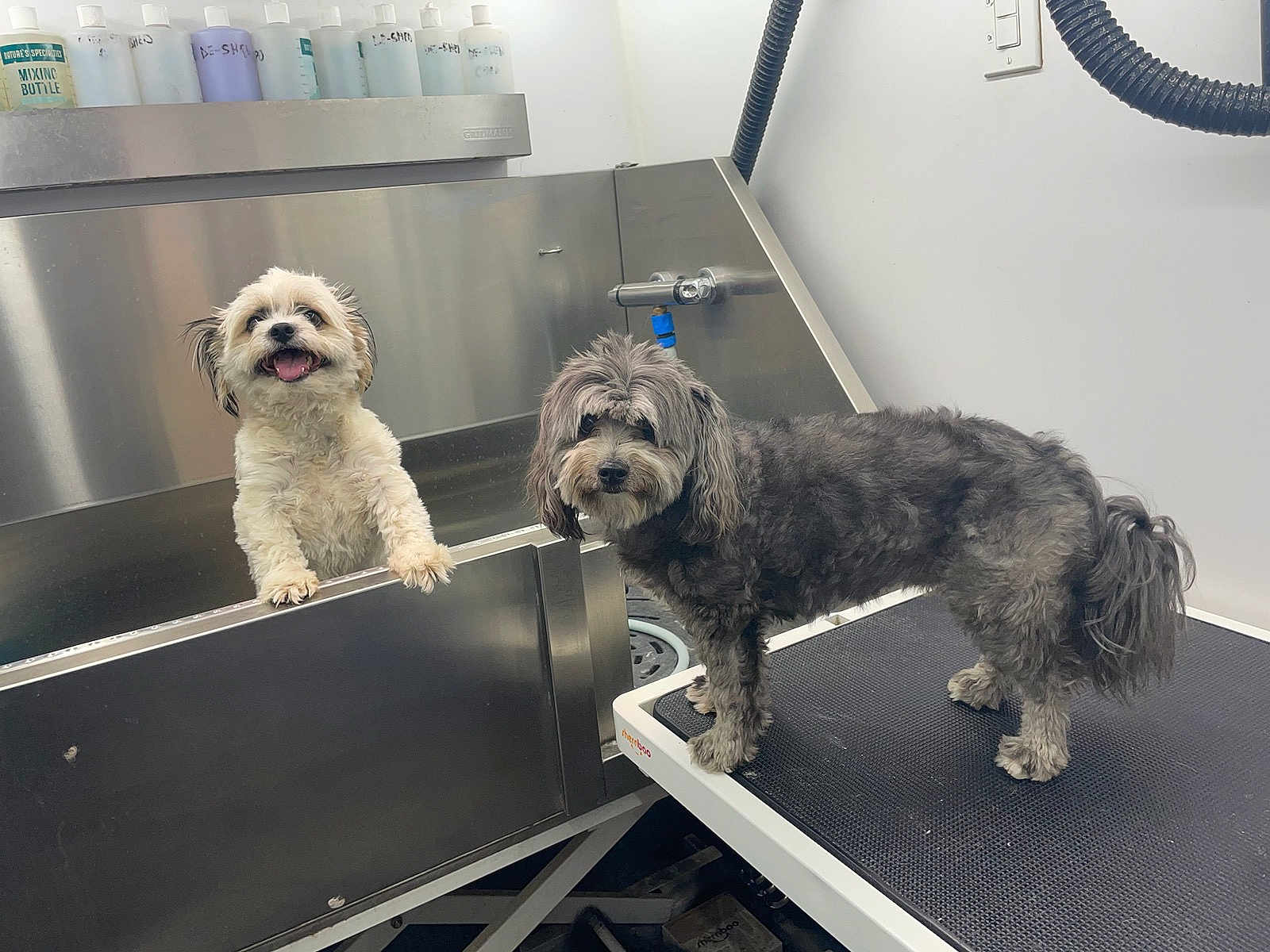 Jaxsen And Paisley is registered to the contest to win money with this photo: dog, pet, grooming, bath, stainless_steel, table, fur, happy, waiting, indoor, clean, animal, cute, small_dog, white_dog, gray_dog, floor, wall, tap, bottle