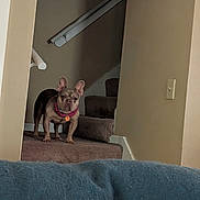 Beatrice joined the competition — help win amazing prizes! alert, animal, beige, blanket, brown, carpet, collar, cute, dog, furniture, home, indoor, light_switch, pet, picture_frame, portrait, small_dog, stairs, standing, wall