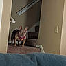 alert, animal, beige, blanket, brown, carpet, collar, cute, dog, furniture, home, indoor, light_switch, pet, picture_frame, portrait, small_dog, stairs, standing, wall