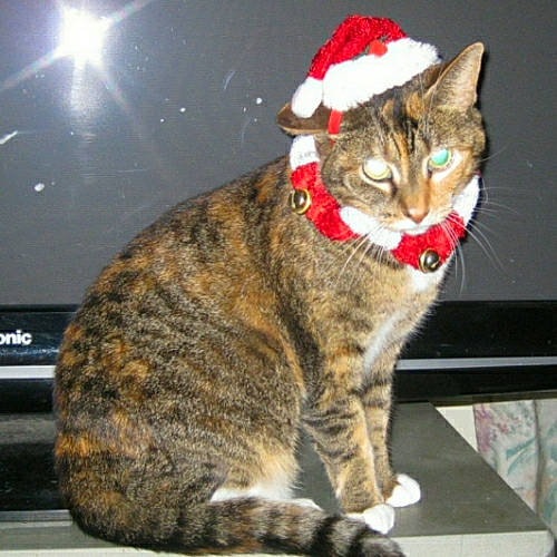 Bootz is registered to the contest to win money with this photo: carnivore, cat, domestic_short_haired_cat, felidae, fur, paw, sitting, small_to_medium_sized_cats, snout, tail, terrestrial_animal, tree, whiskers