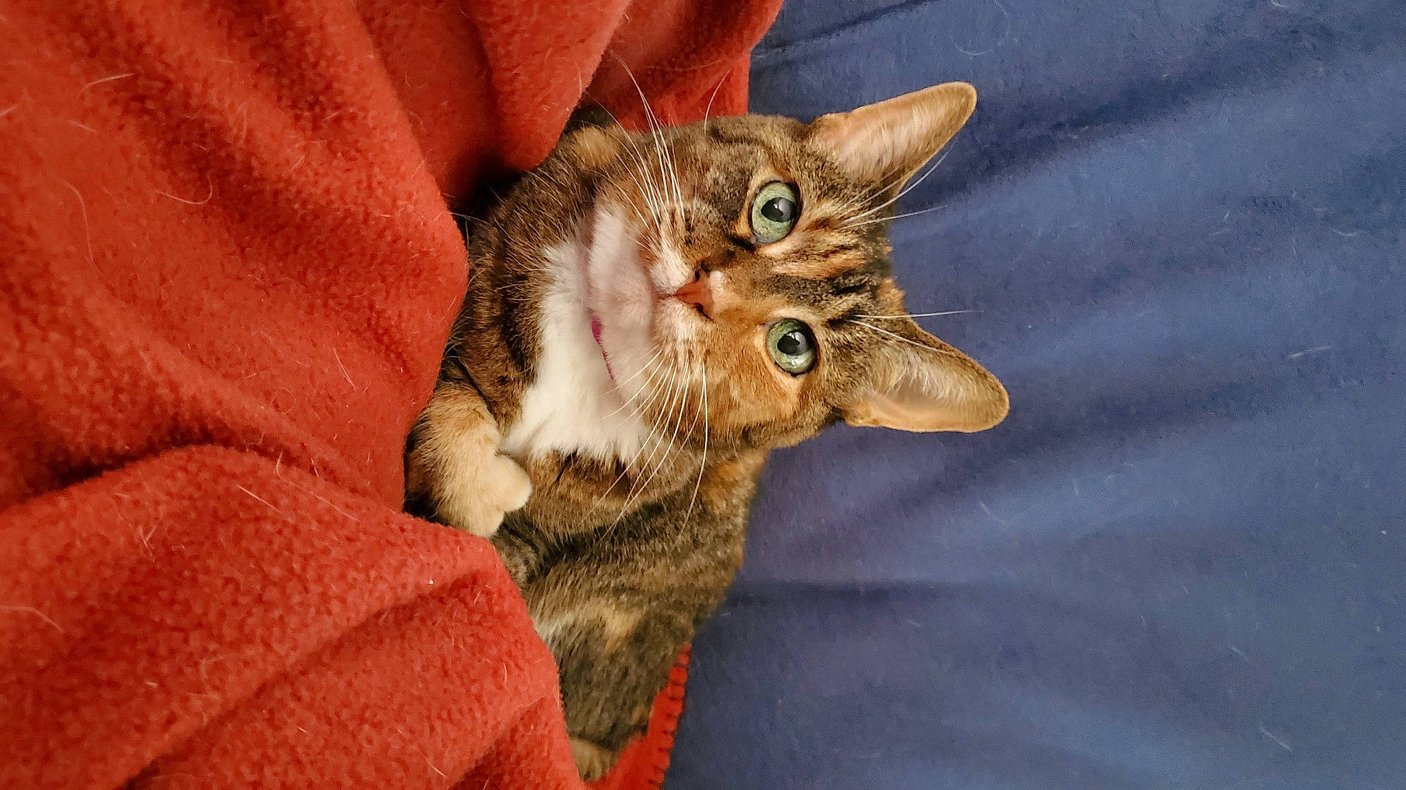 Bootz joined the competition — help win amazing prizes! carnivore, cat, claw, comfort, domestic_short_haired_cat, ear, eye, fawn, felidae, fur, iris, nail, paw, small_to_medium_sized_cats, snout, tail, terrestrial_animal, whiskers, wildlife