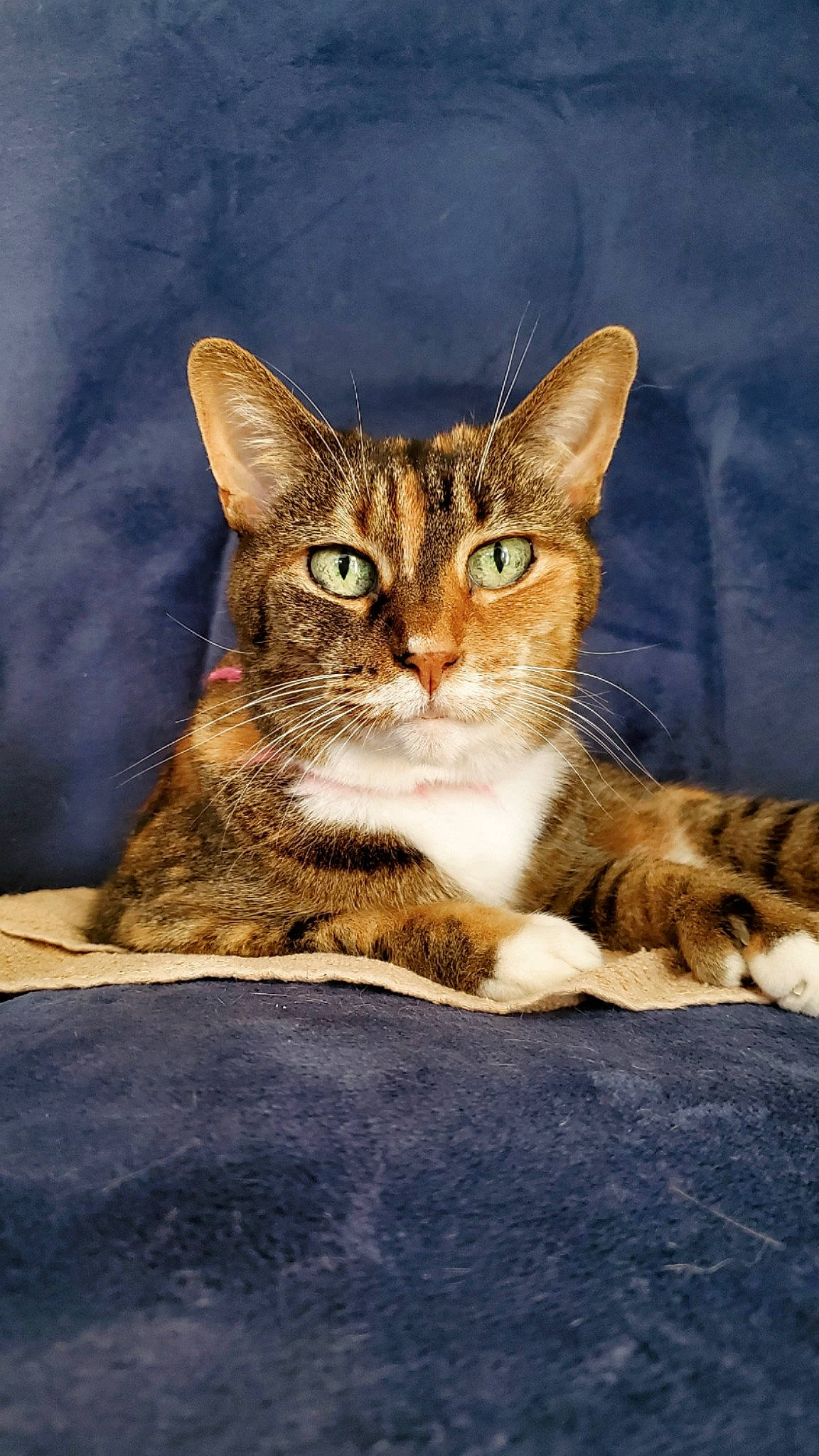 Bootz is registered to the contest to win money with this photo: art, carnivore, cat, claw, domestic_short_haired_cat, fawn, felidae, fur, paw, photo_caption, sitting, small_to_medium_sized_cats, snout, terrestrial_animal, whiskers, wildlife, window