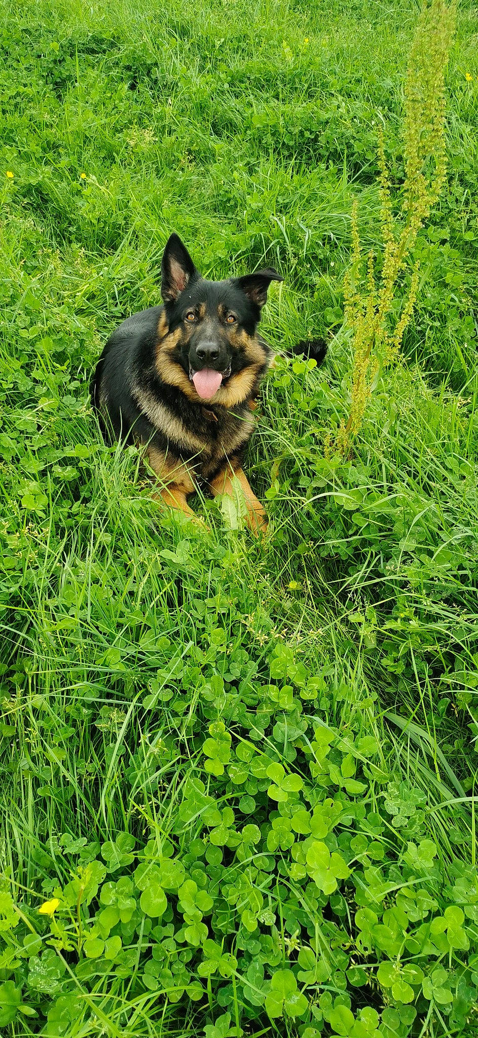 Ouzo a rejoint le concours — aidez-le/la à gagner de superbes lots ! bohemian_shepherd, canidae, carnivore, dog, dog_breed, east_european_shepherd, german_shepherd_dog, grass, green, herding_dog, king_shepherd, kunming_wolfdog, mammal, old_german_shepherd_dog, plant, rare_breed_dog, shiloh_shepherd_dog, vertebrate, wolfdog, working_dog