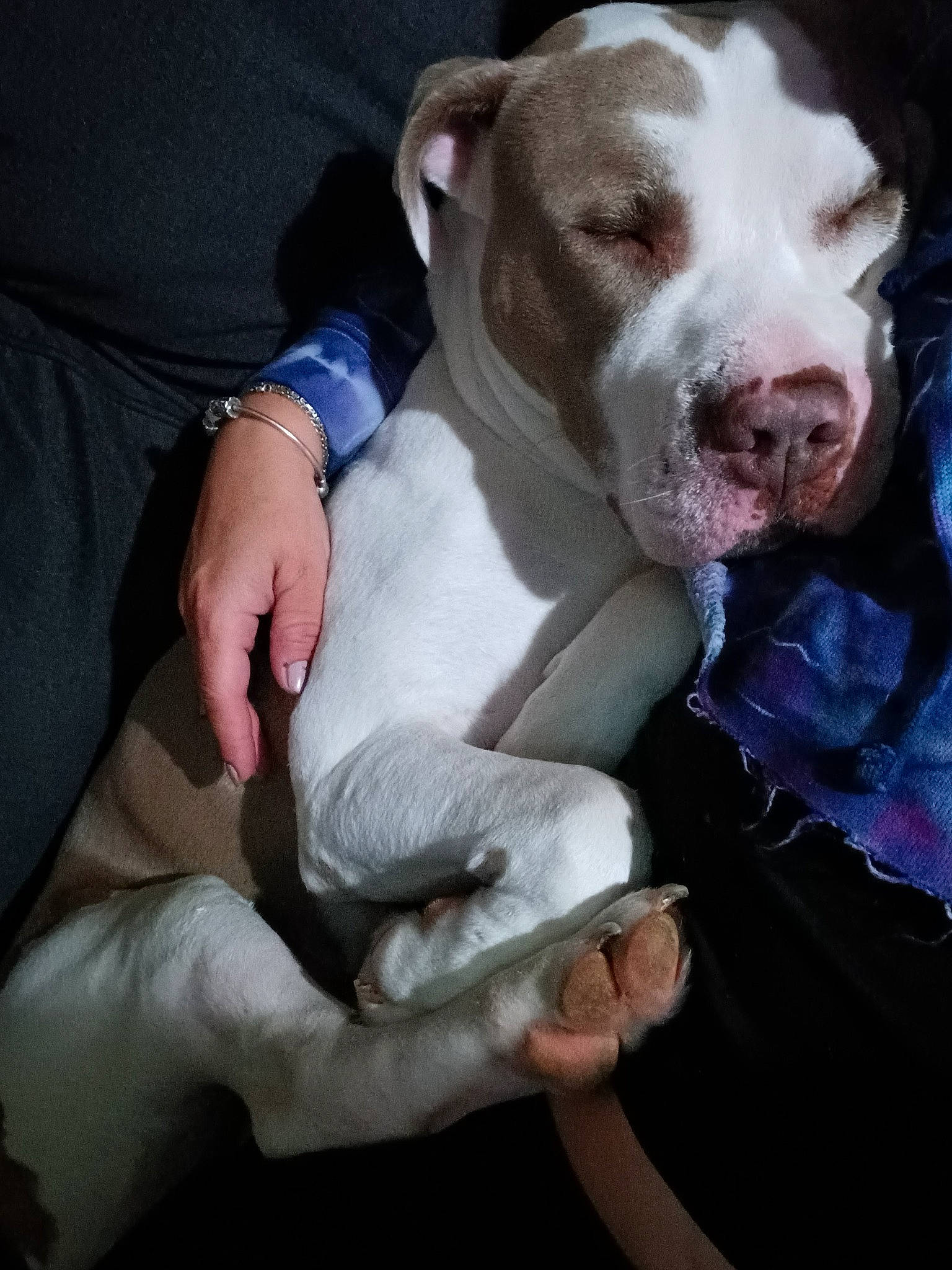 Zeus is registered to the contest to win money with this photo: canidae, carnivore, collar, comfort, companion_dog, dog, dog_breed, dog_collar, dog_supply, fawn, fur, gesture, liver, paw, puppy_love, sporting_group, tail, watch, working_animal, wrist