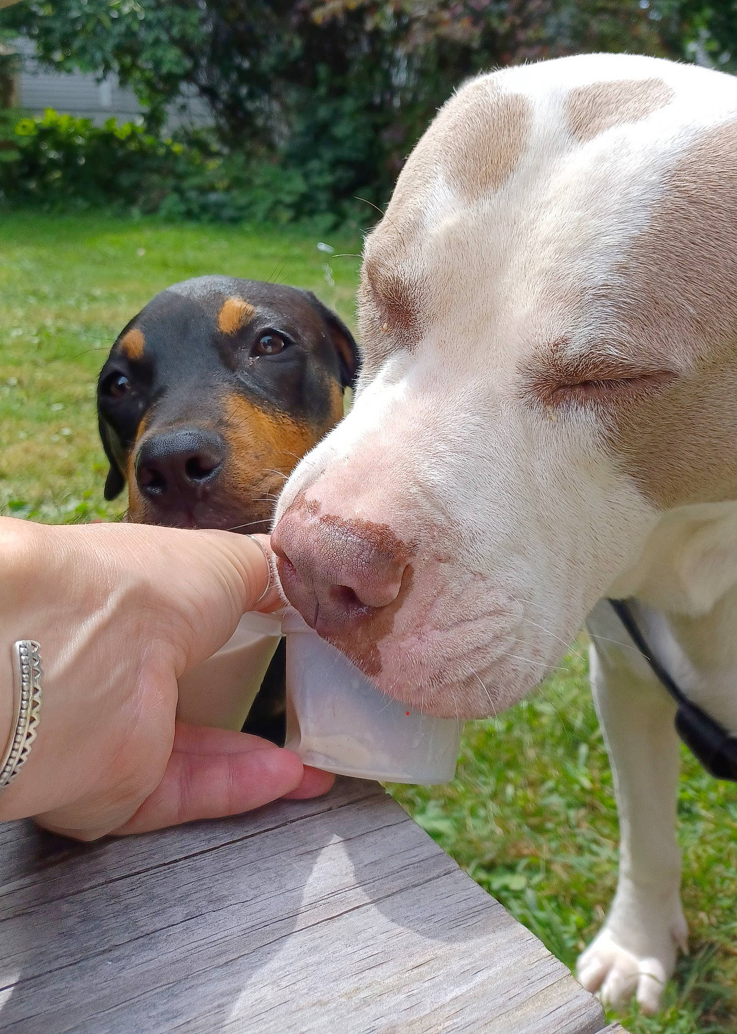 Zeus is registered to the contest to win money with this photo: canidae, carnivore, companion_dog, dobermann, dog, dog_breed, fawn, grass, hunting_dog, liver, plant, snout, sporting_group, terrestrial_animal, whiskers, working_animal, working_dog