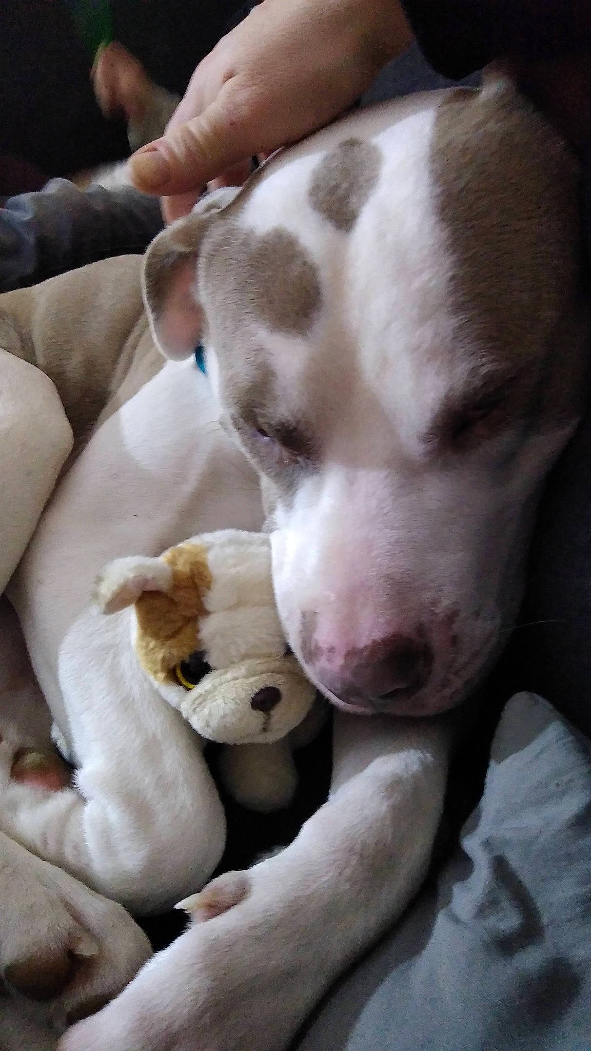 Zeus is registered to the contest to win money with this photo: canidae, carnivore, comfort, companion_dog, dog, dog_breed, dog_collar, ear, fawn, fur, gun_dog, hunting_dog, liver, non_sporting_group, paw, puppy_love, snout, sporting_group, whiskers, working_animal