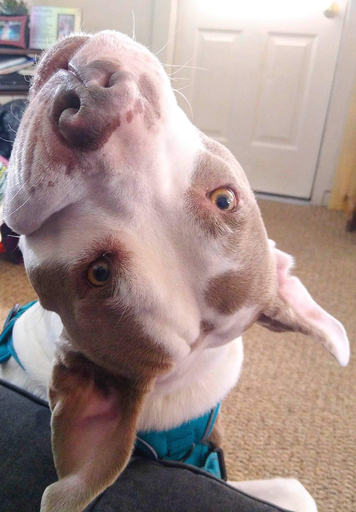 Zeus joined the competition — help win amazing prizes! canidae, carnivore, collar, companion_dog, dog, dog_breed, dog_collar, door, ear, fawn, home_door, jaw, liver, pet_supply, selfie, snout, sporting_group, terrestrial_animal, whiskers, working_animal