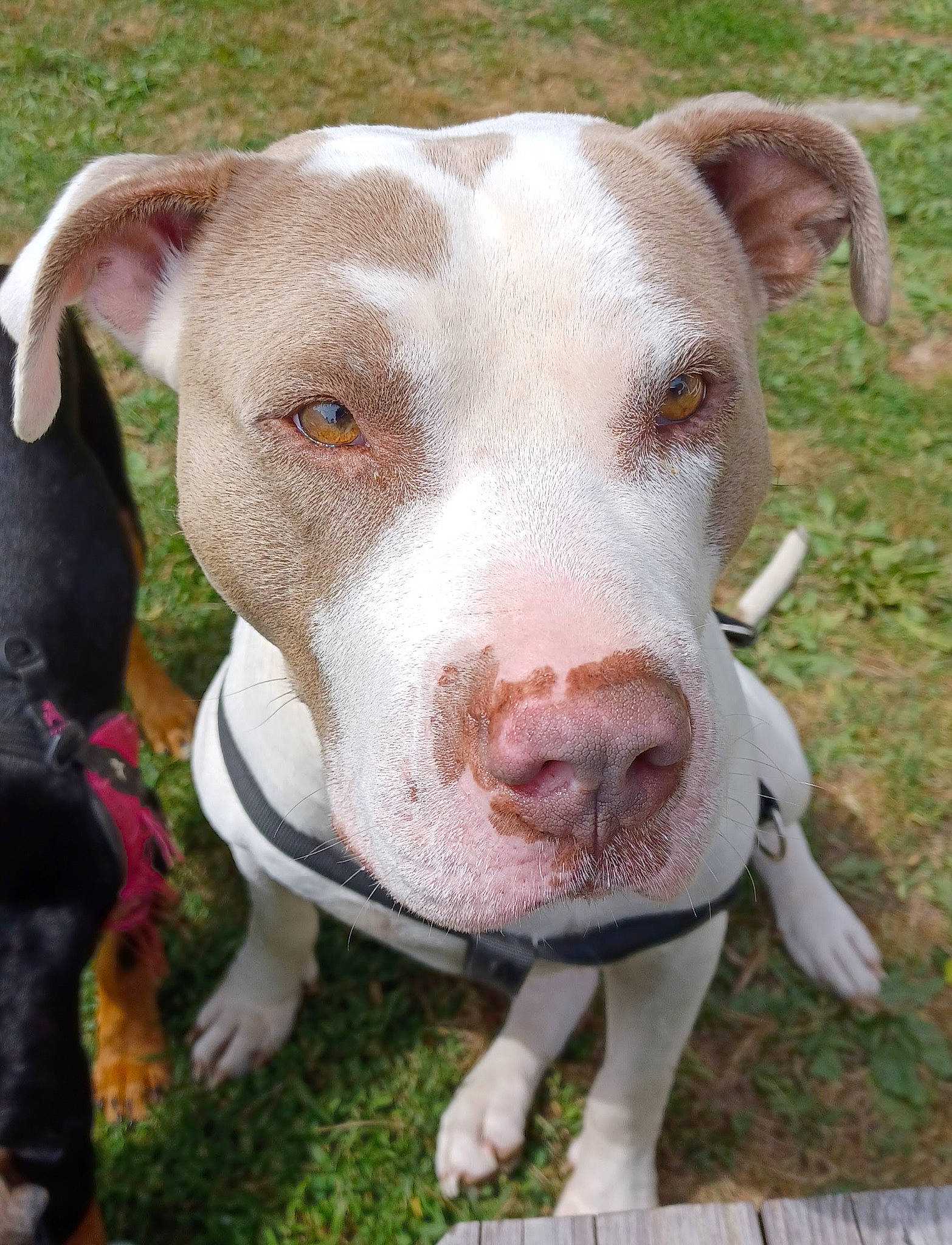 Zeus joined the competition — help win amazing prizes! canidae, carnivore, collar, companion_dog, dairy_cow, dog, dog_breed, eye, fawn, grass, liver, livestock, non_sporting_group, pet_supply, snout, sporting_group, tableware, terrestrial_animal, whiskers, working_animal